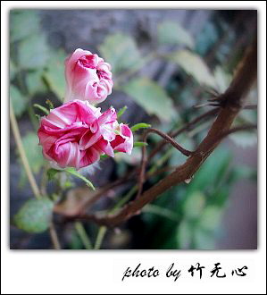 �ɱ�ȥ������~