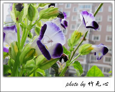 �ɱ�ȥ������~