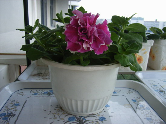 ���İ�ţ���Ϳ����ؼ�����ר����Ʒ���¸�~~