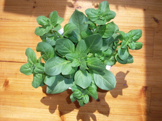 ���İ�ţ���Ϳ����ؼ�����ר����Ʒ���¸�~~