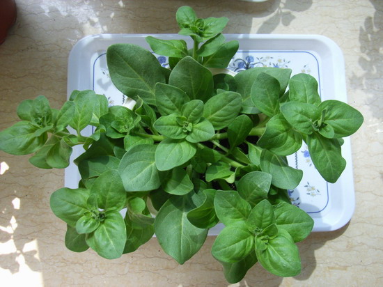 ���İ�ţ���Ϳ����ؼ�����ר����Ʒ���¸�~~