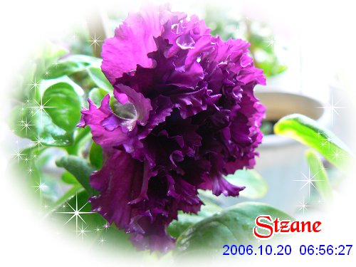 ţ����~~��ţ��(�������ͼ)