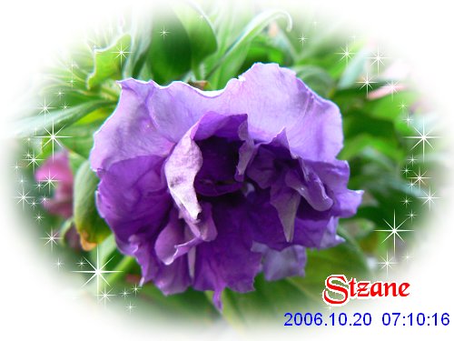 ţ����~~��ţ��(�������ͼ)