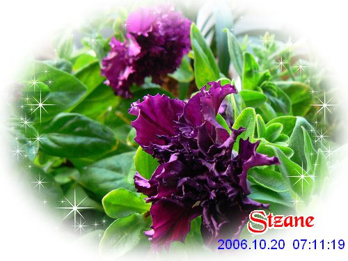 ţ����~~��ţ��(�������ͼ)