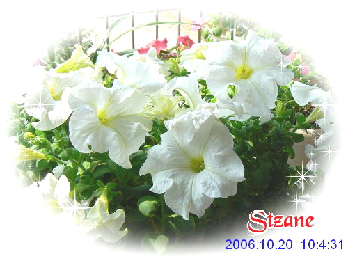 ţ����~~��ţ��(�������ͼ)