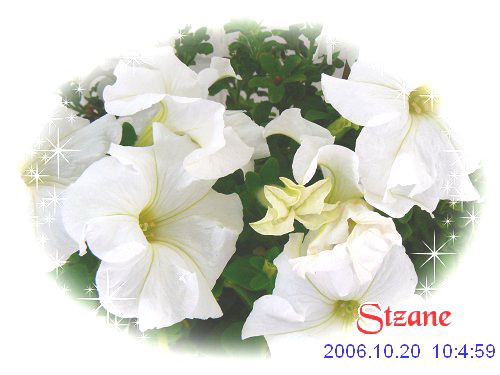 ţ����~~��ţ��(�������ͼ)