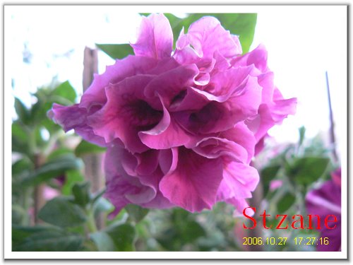 ţ����~~��ţ��(�������ͼ)