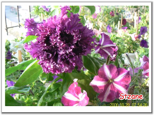 ţ����~~��ţ��(�������ͼ)