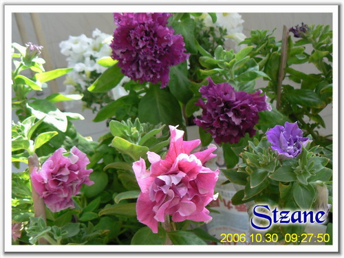 ţ����~~��ţ��(�������ͼ)