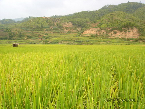 ����С�μ�