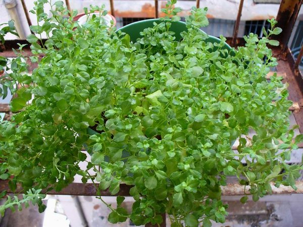 һ���ڹ��������ż���С����