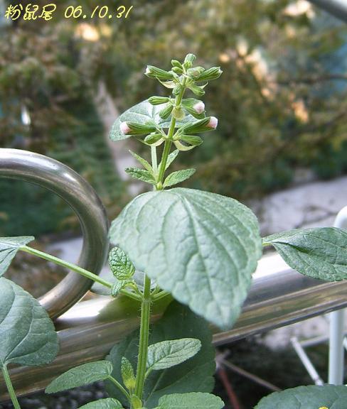 С�������ڳɳ���10/23����~P21��