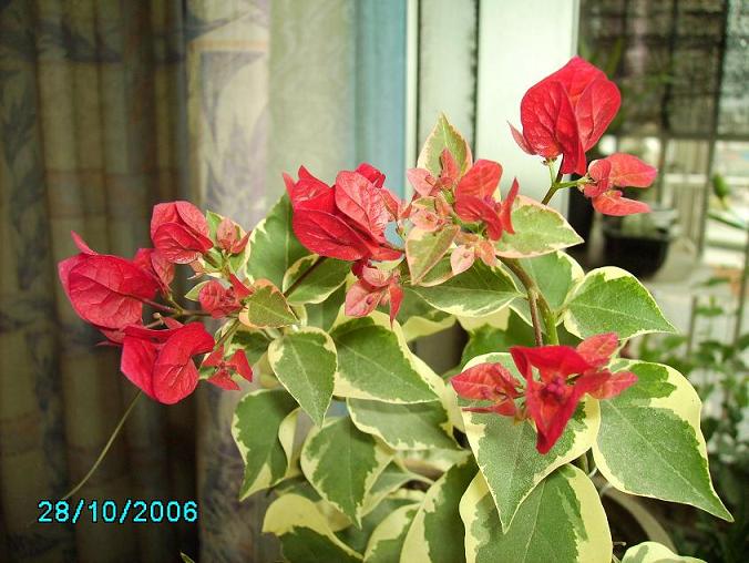 ������̨�ϵ�Ҷ�ӻ�������÷����P29��ͼ��