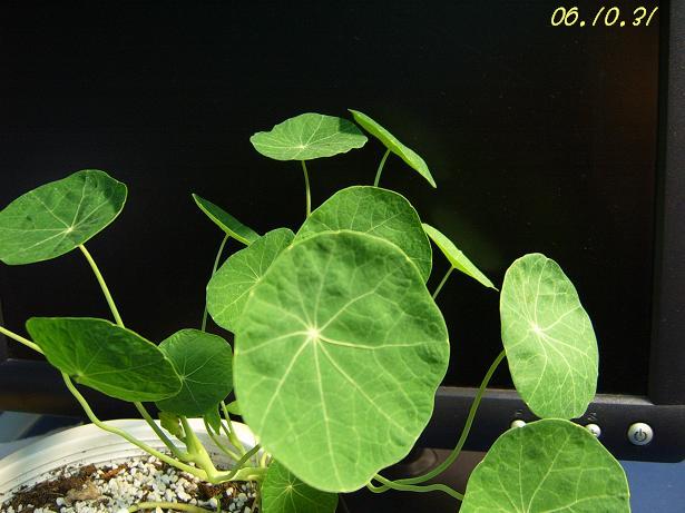 С�������ڳɳ����ﲥ�ĵ�һ�仨��������P25��