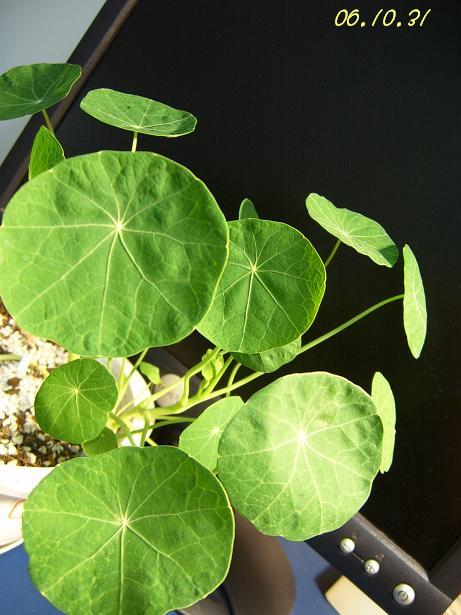 С�������ڳɳ����ﲥ�ĵ�һ�仨��������P25��