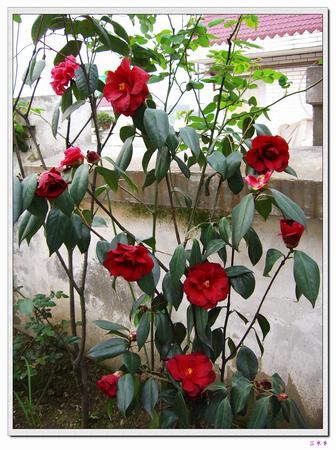 �Ҽ������е�,�����е�,�������еĲ軨:XYP��������ܵ�Ʒ��