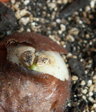 �ֵ��������