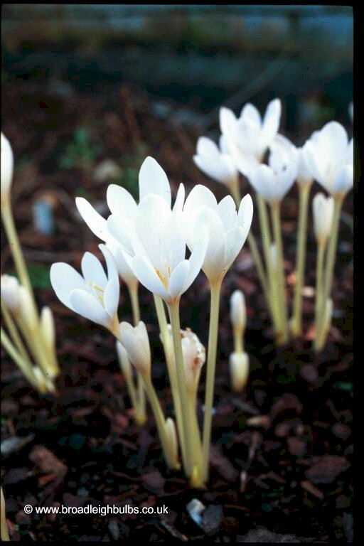 �����԰GARDENING WITH BULBS