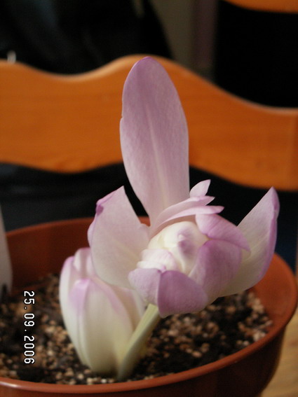 �����԰GARDENING WITH BULBS