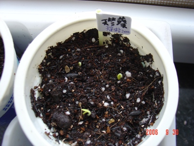 �ֻ����ӻ�