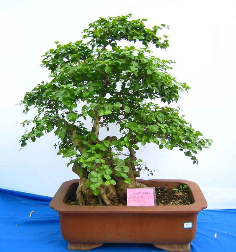 �����辰չ�ϵ�ľ��