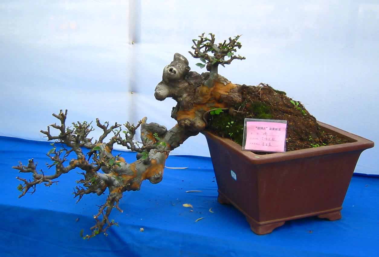 �����辰չ�ϵ�ľ��