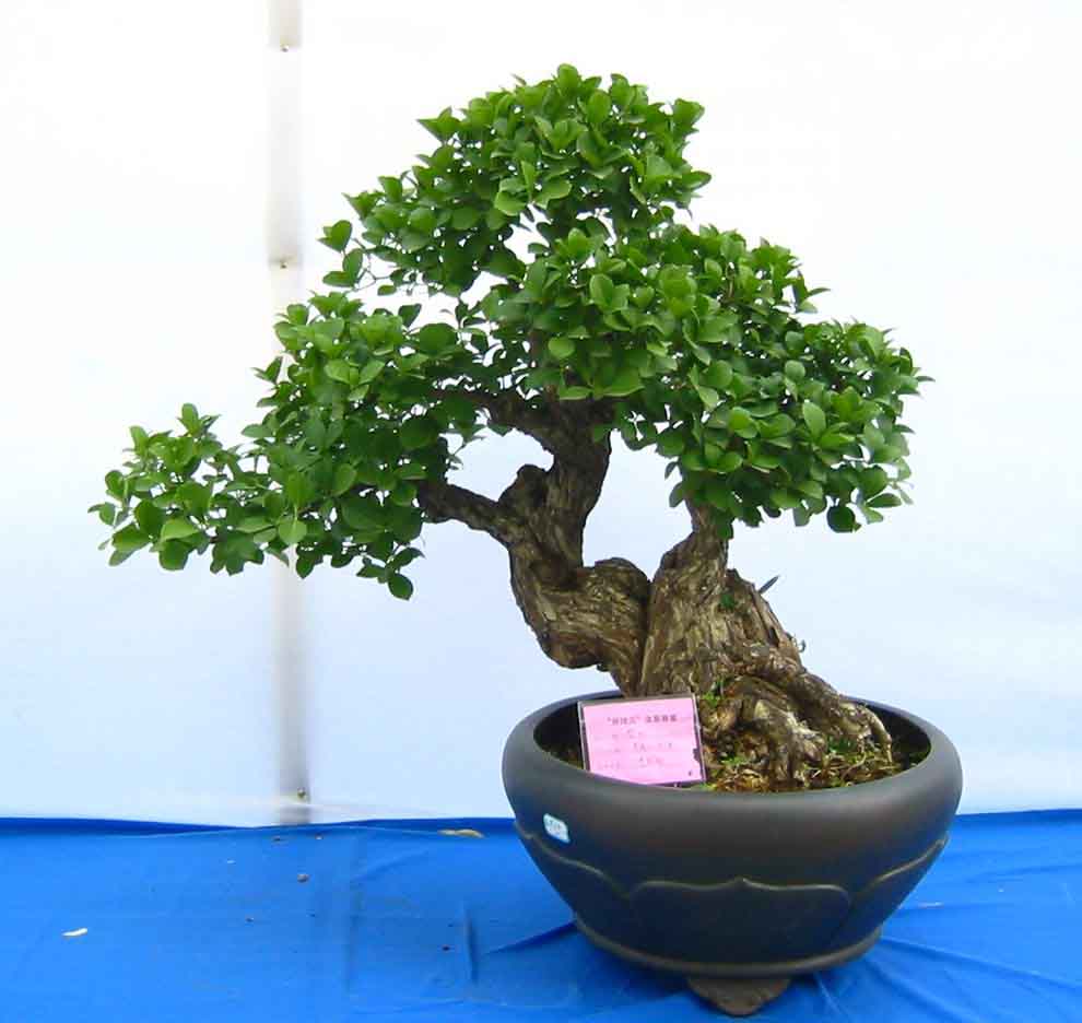 �����辰չ�ϵ�ľ��