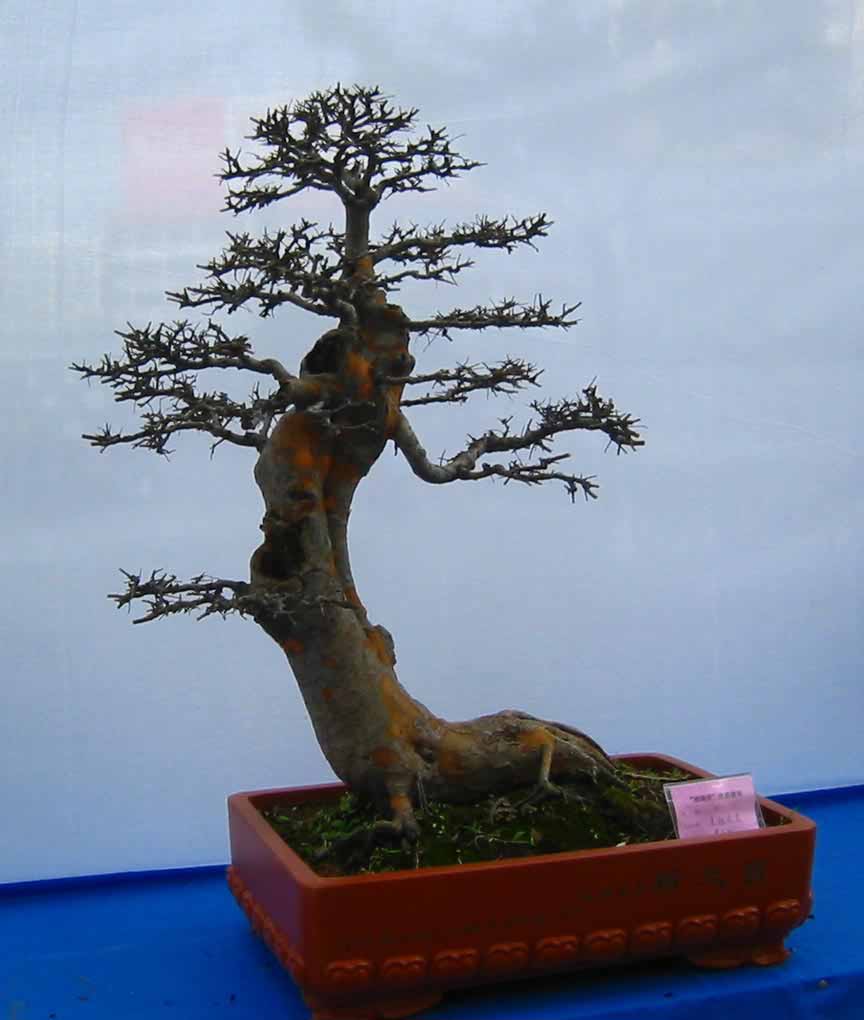 �����辰չ�ϵ�ľ��