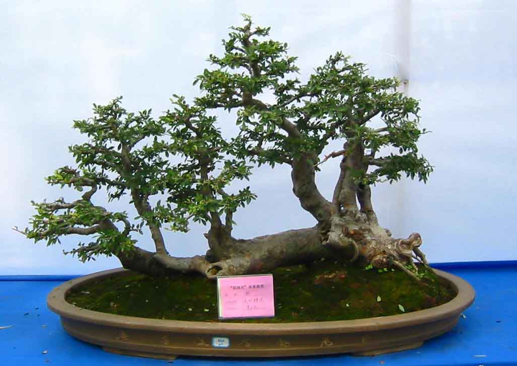 �����辰չ�ϵ�ľ��