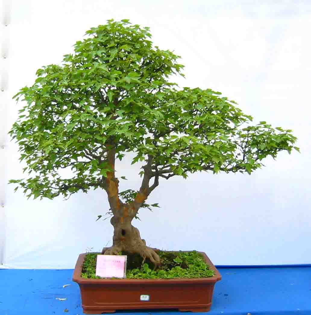 �����辰չ�ϵ�ľ��