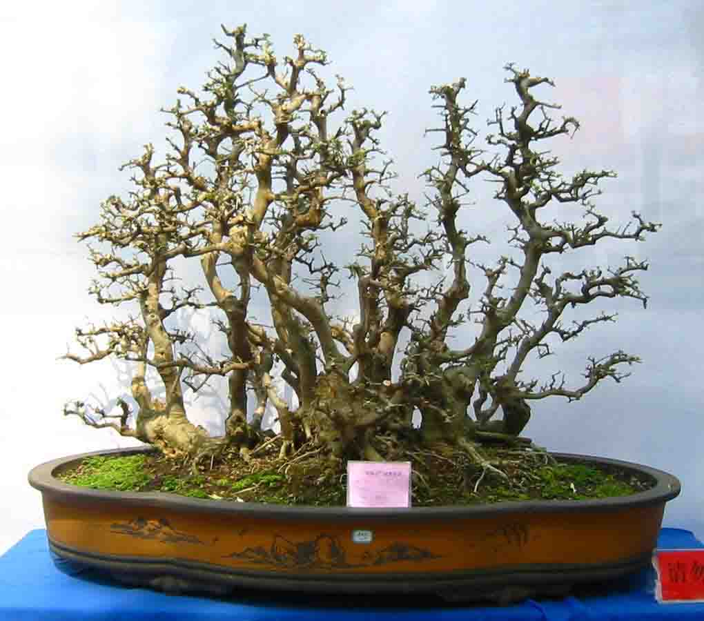 �����辰չ�ϵ�ľ��