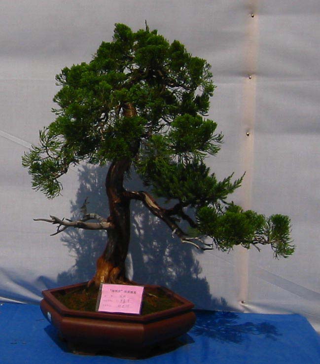 �����辰չ�ϵ�ľ��