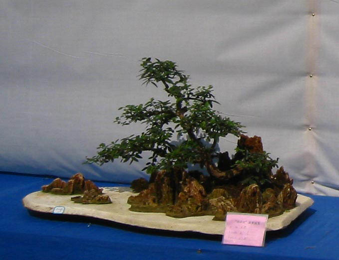 �����辰չ�ϵ�ľ��