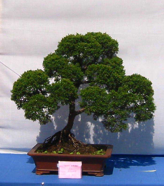 �����辰չ�ϵ�ľ��