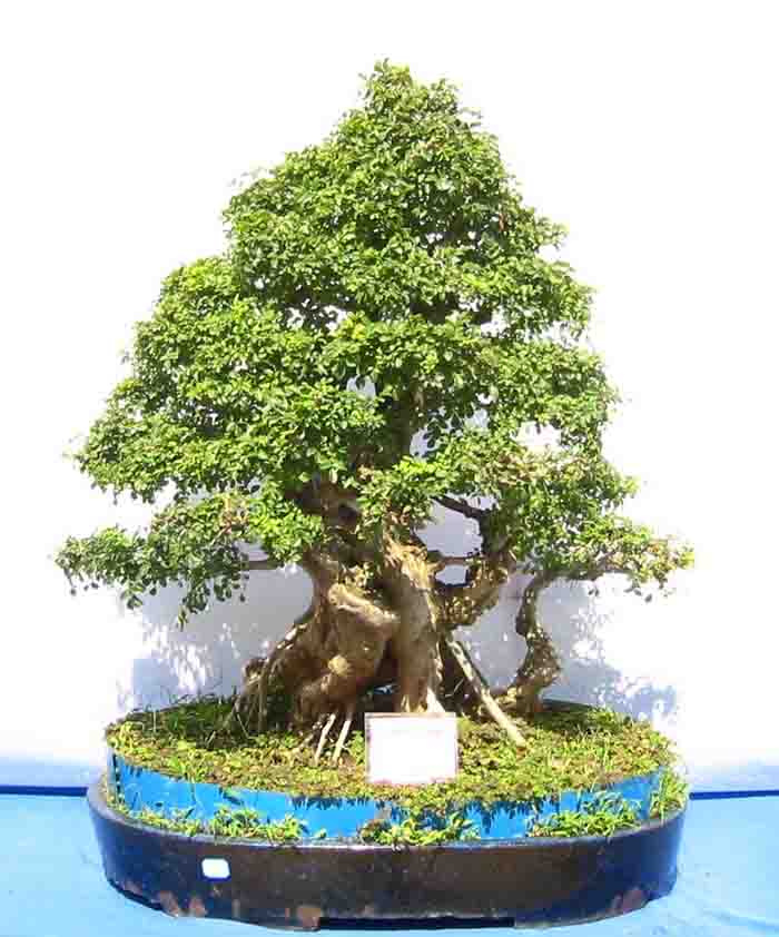 �����辰չ�ϵ�ľ��