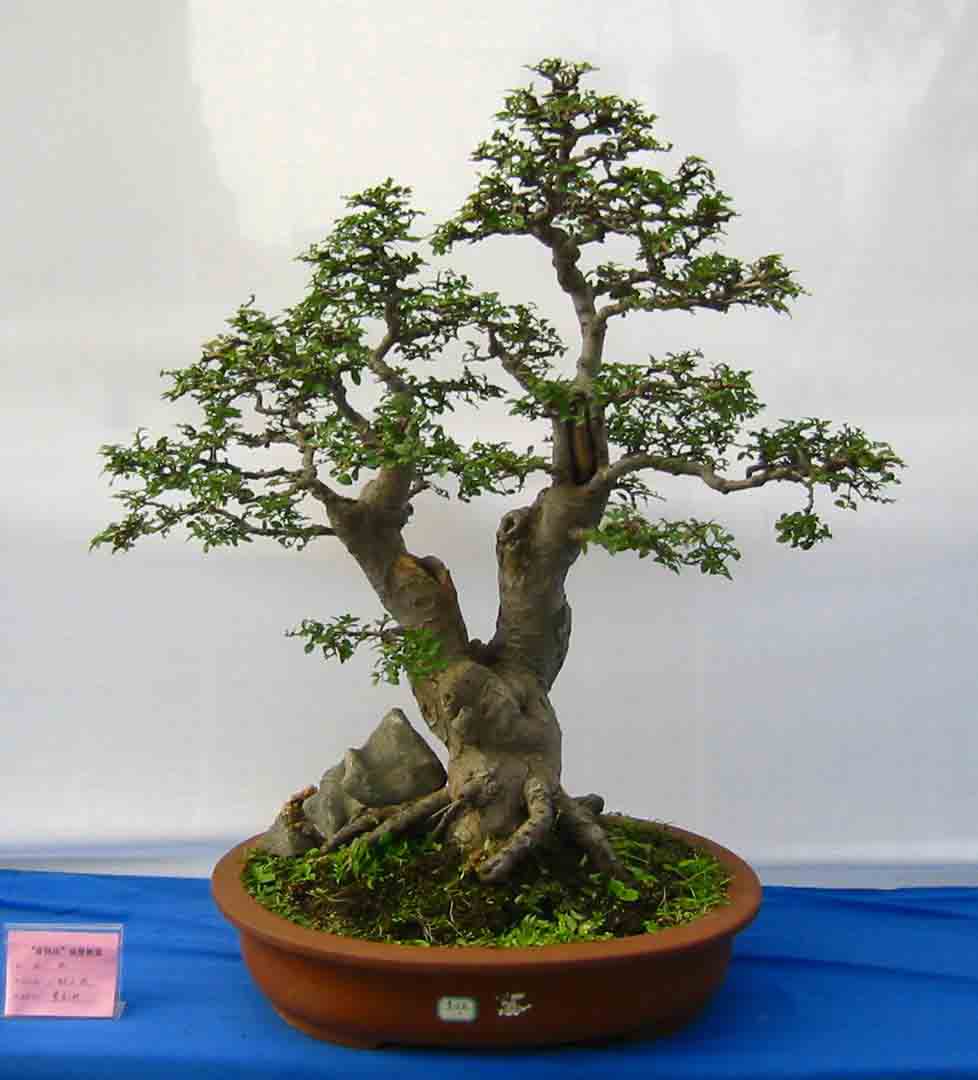 �����辰չ�ϵ�ľ��