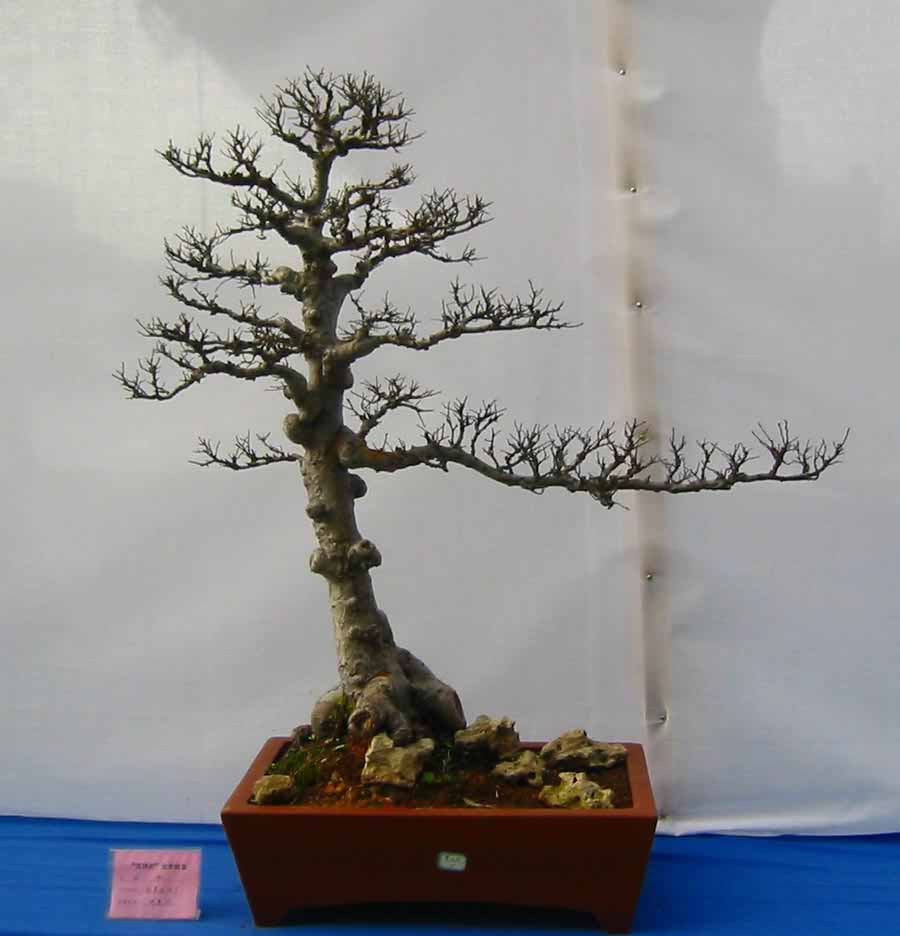 �����辰չ�ϵ�ľ��