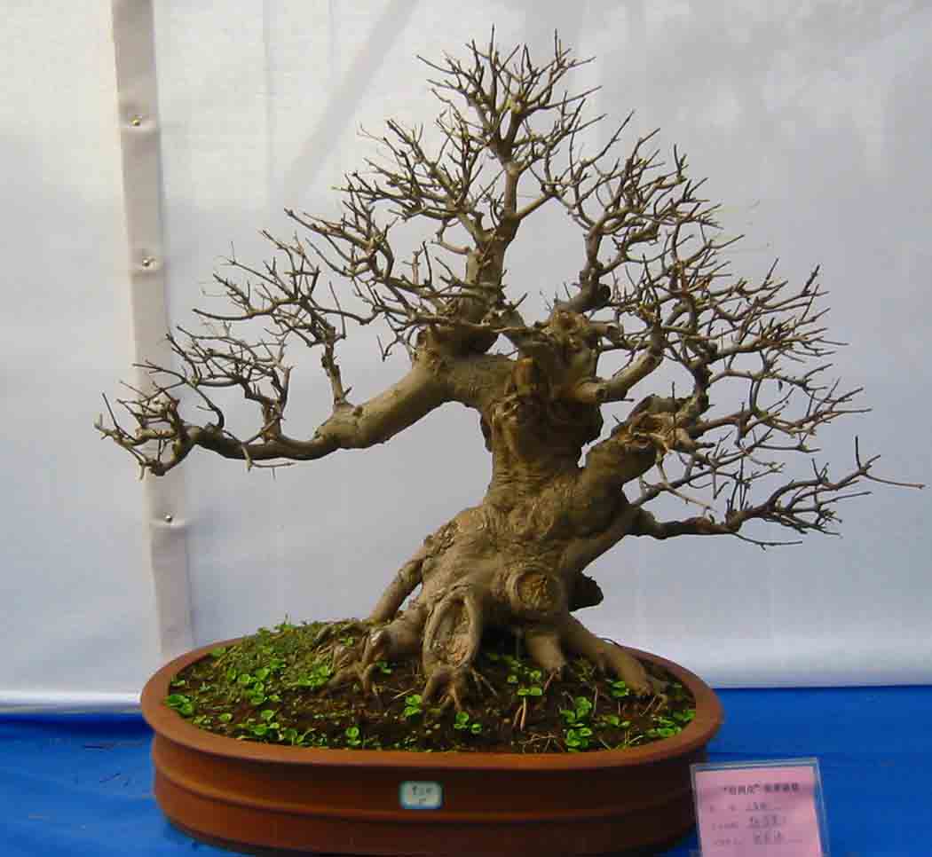 �����辰չ�ϵ�ľ��