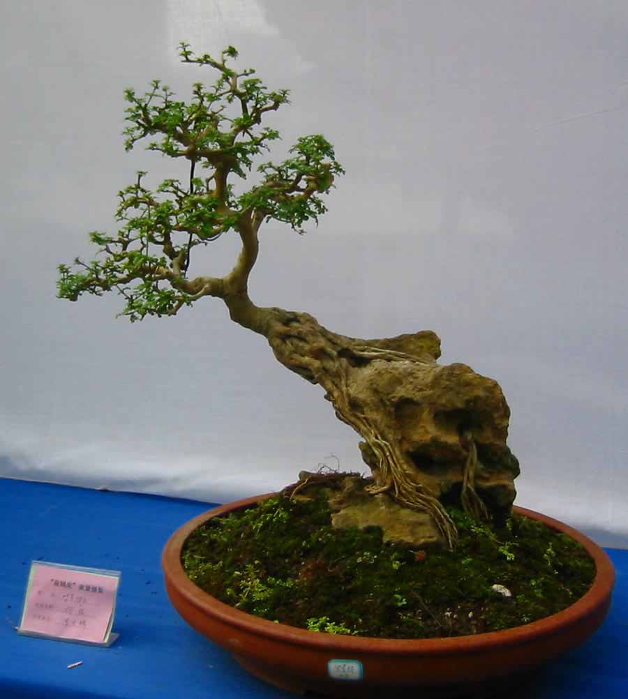 �����辰չ�ϵ�ľ��