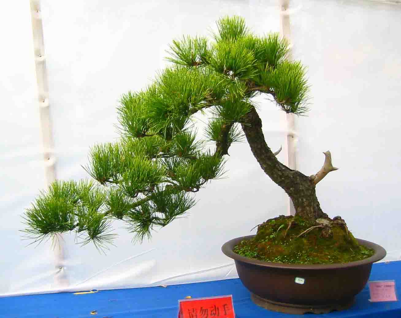 �����辰չ�ϵ�ľ��