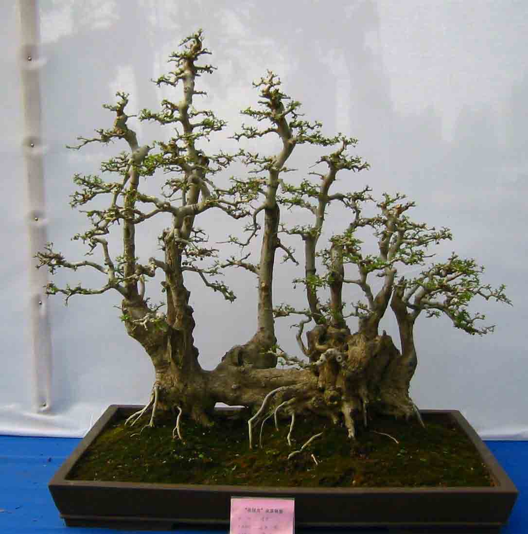 �����辰չ�ϵ�ľ��