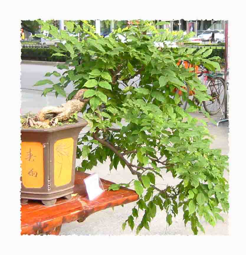 �����辰չ�ϵ�ľ��