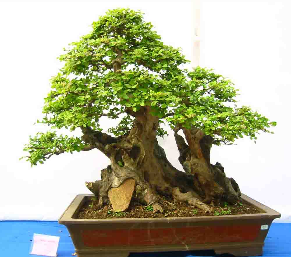 �����辰չ�ϵ�ľ��