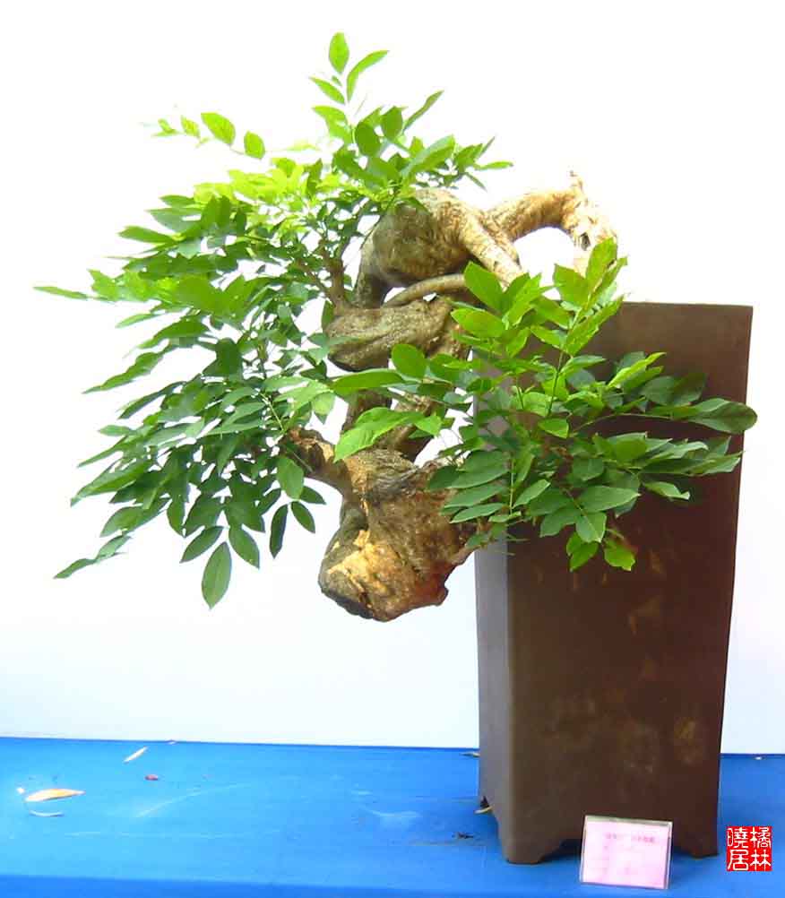 �����辰չ�ϵ�ľ��