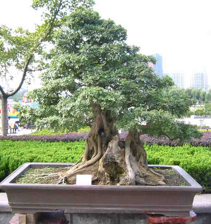 �����辰չ�ϵ�ľ��