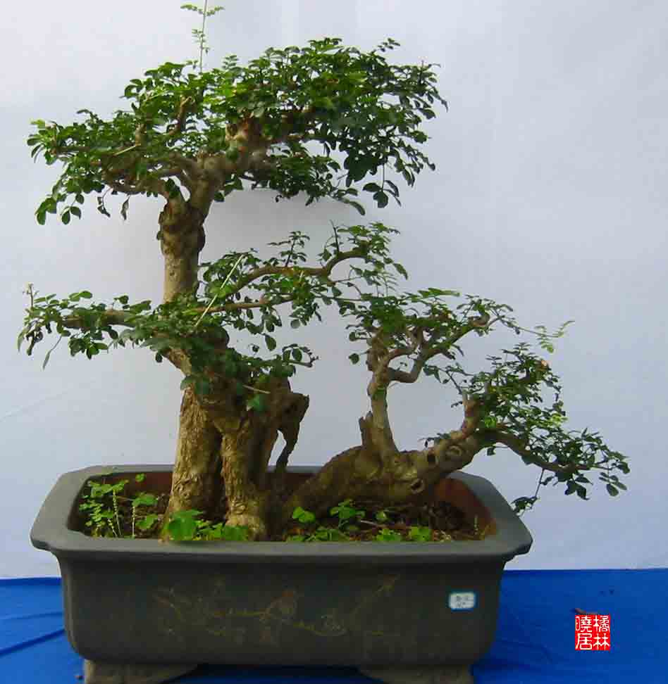 �����辰չ�ϵ�ľ��