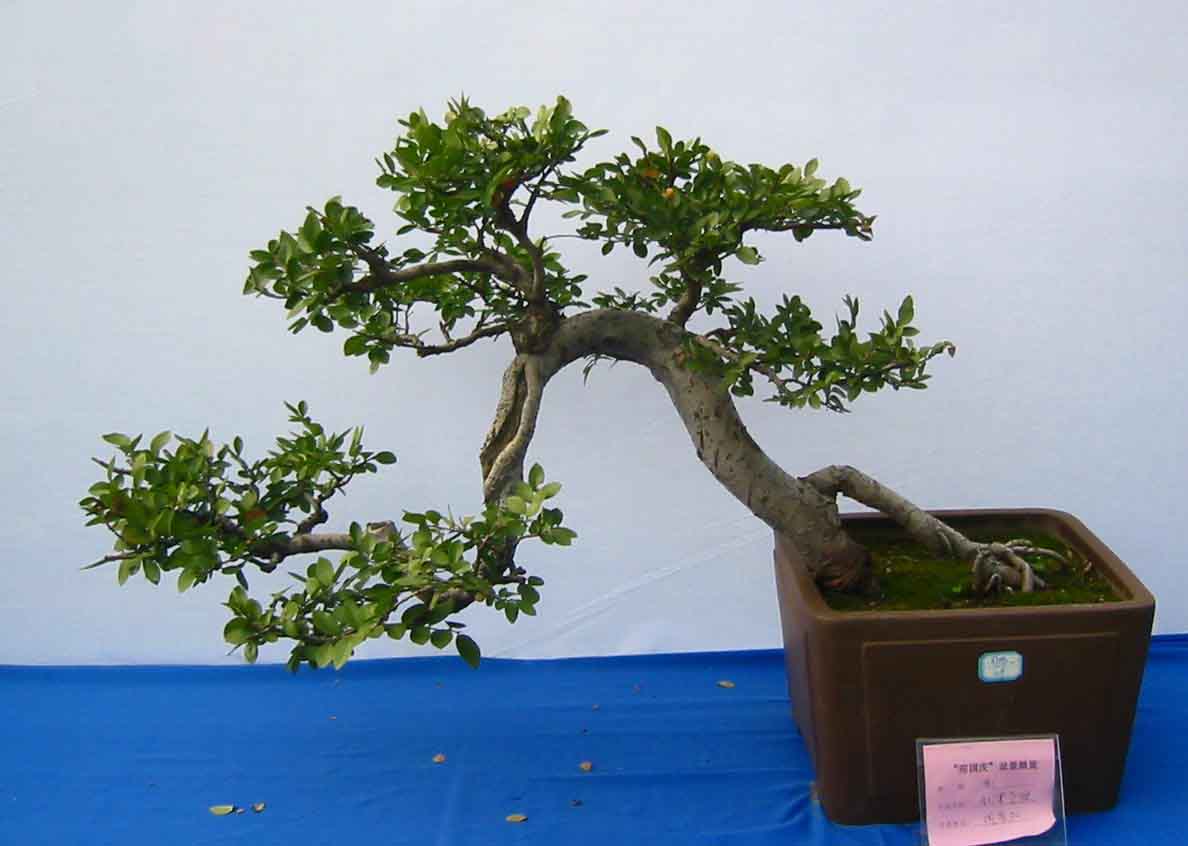 �����辰չ�ϵ�ľ��