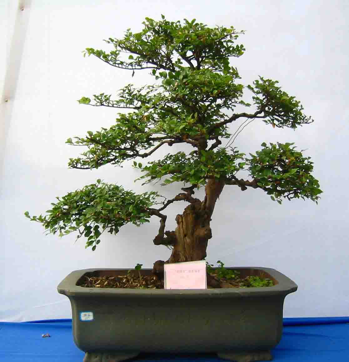 �����辰չ�ϵ�ľ��