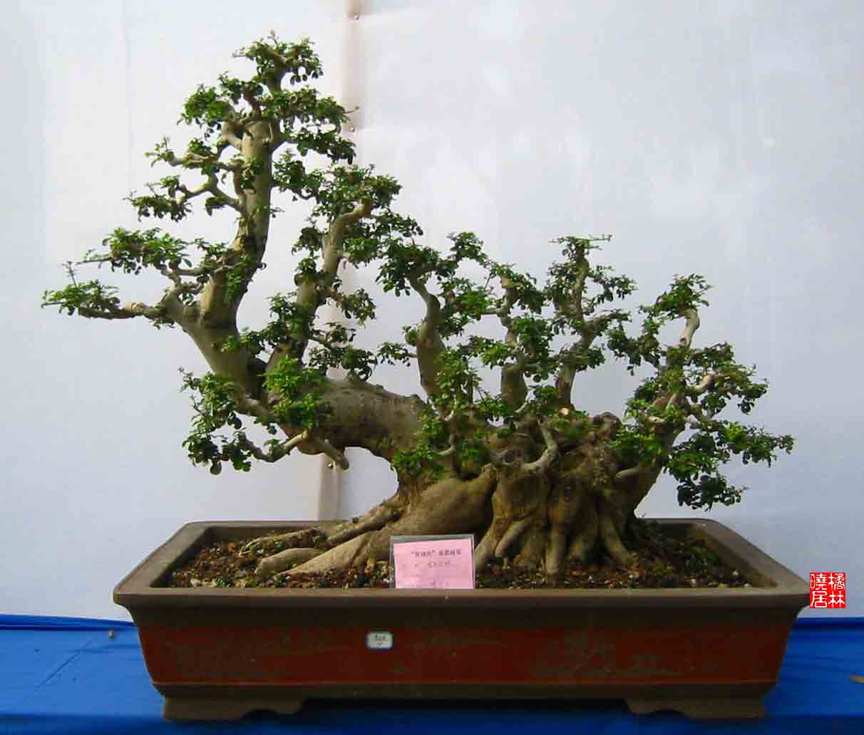 �����辰չ�ϵ�ľ��