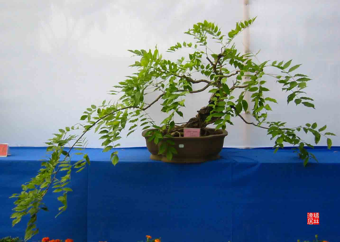 �����辰չ�ϵ�ľ��